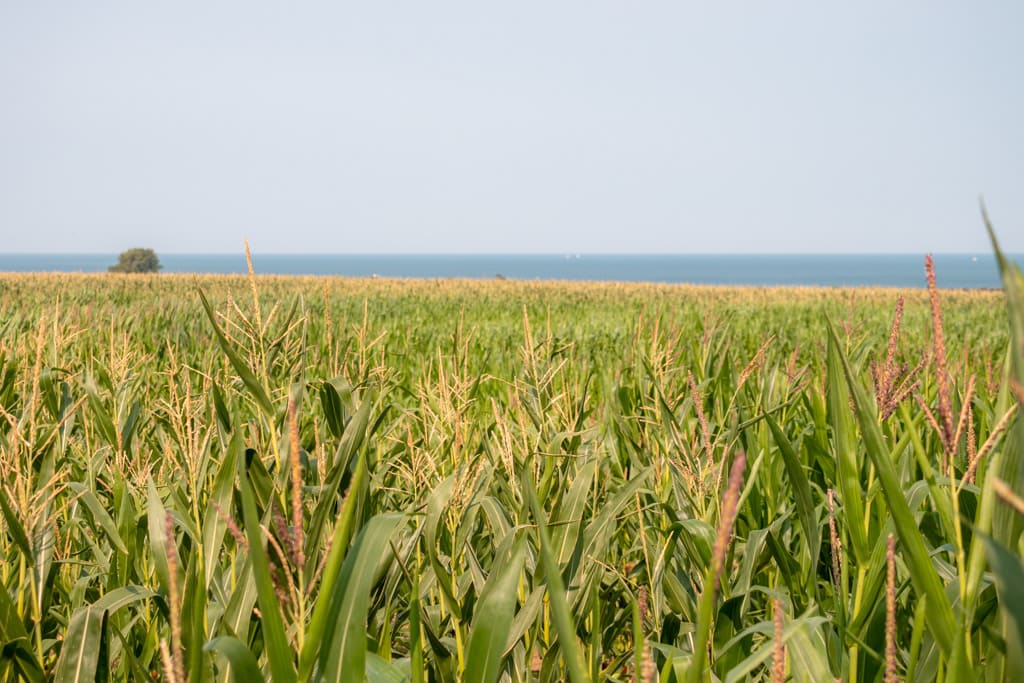 Fields of maize in the Mecklenburg Baltic Coast