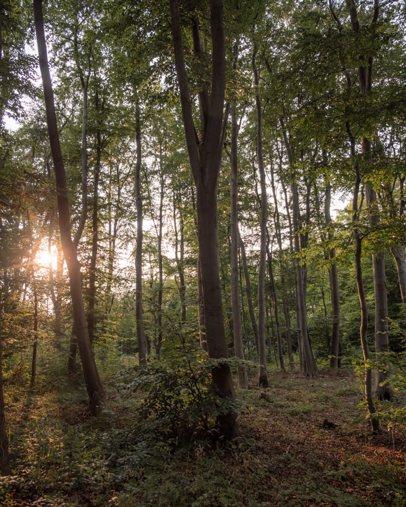 Forest in Mecklenburg Baltic Coast