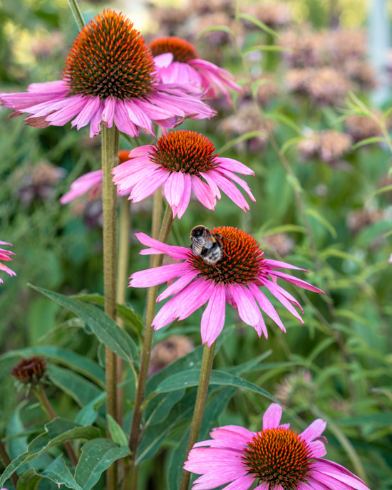 Flowers in Schleswig