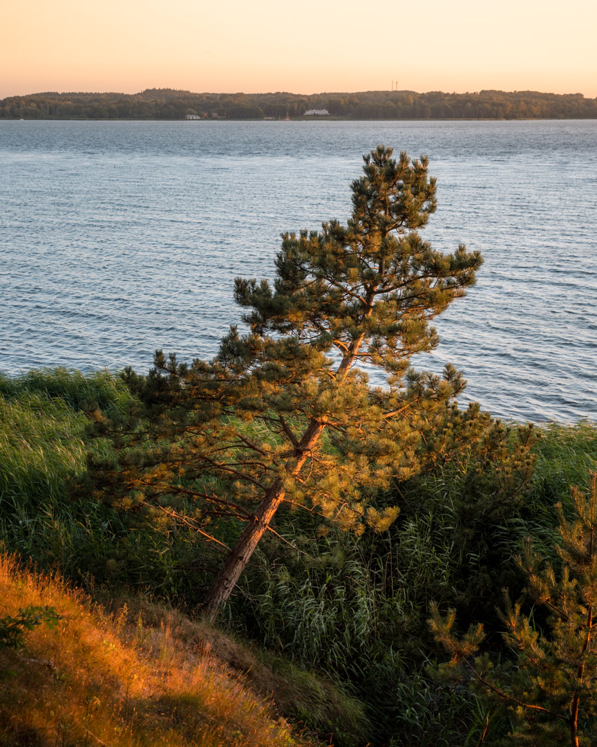 Schleswig lone tree by the Schlei