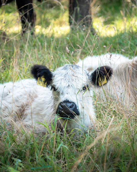 Young cattle