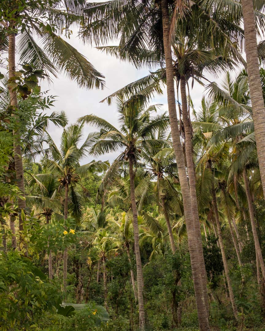Nusa Penida palms