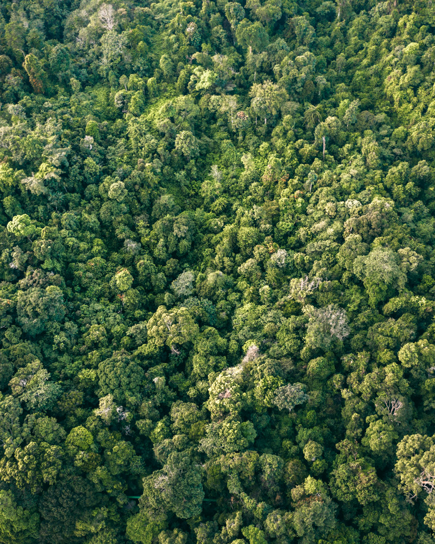 Gunung Leuser National Park from above showing the tree diversity