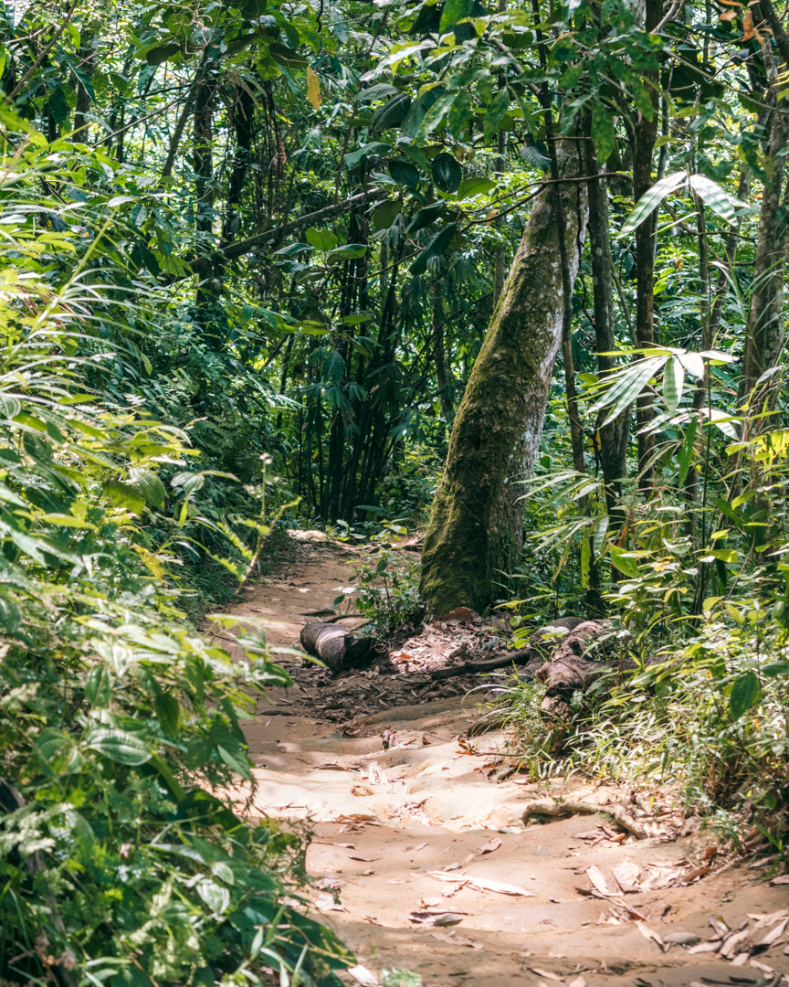 Jungle path