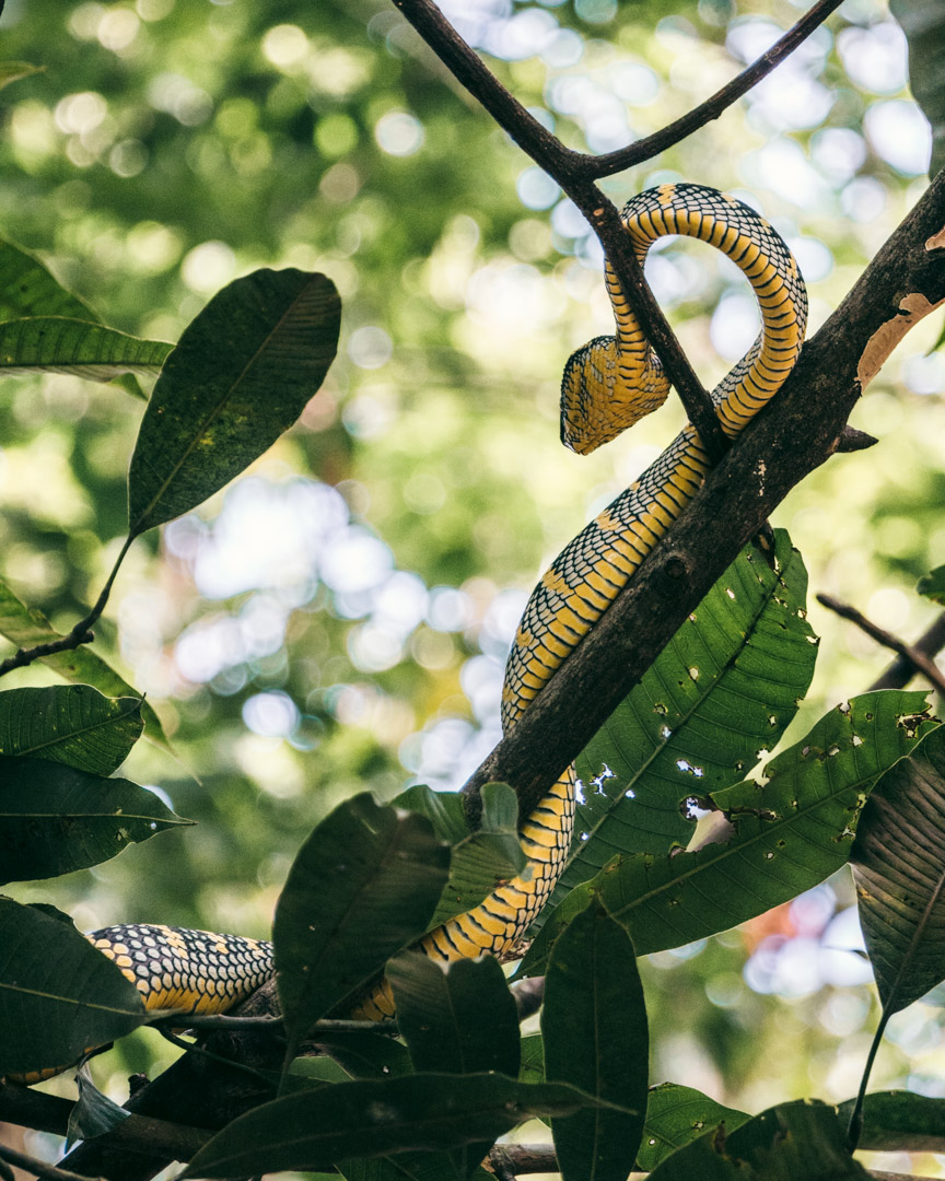 Snake in the Sumatran rainforest
