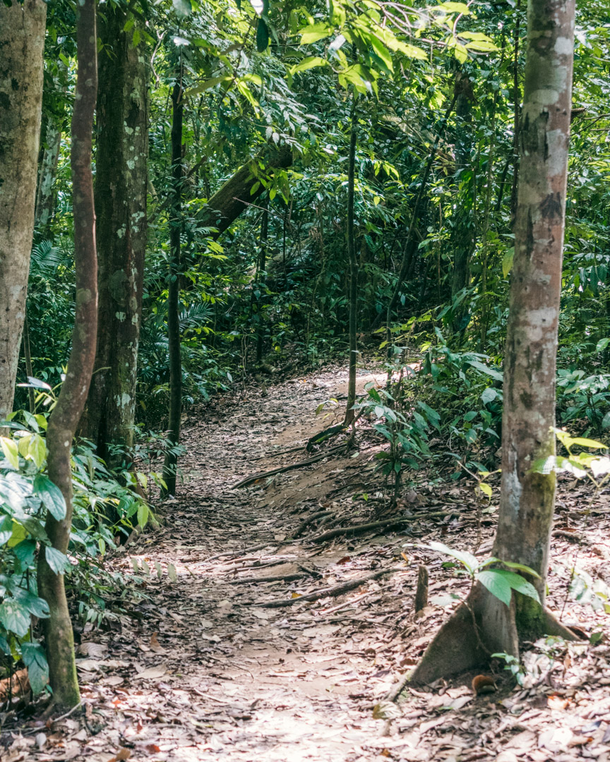Jungle trekking terrain