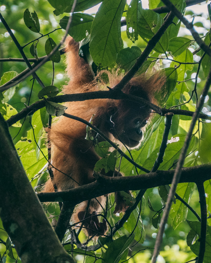 Baby orangutan hiding behind the leaves