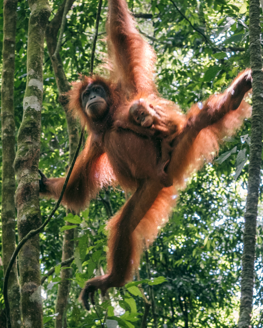 Orangutan with baby swinging around the trees in the rainforest in Indonesia