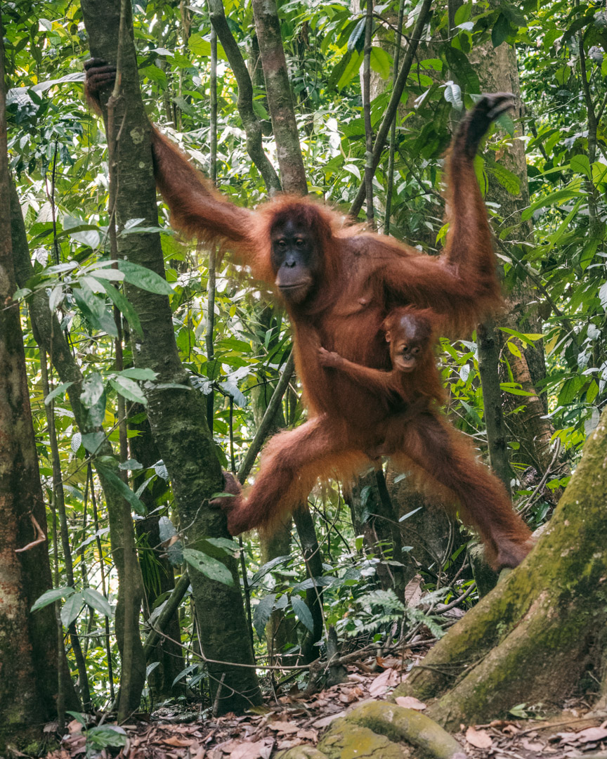 Orangutan looking for food