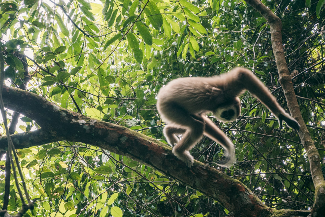 White-handed gibbon in Gunung Leuser National Park