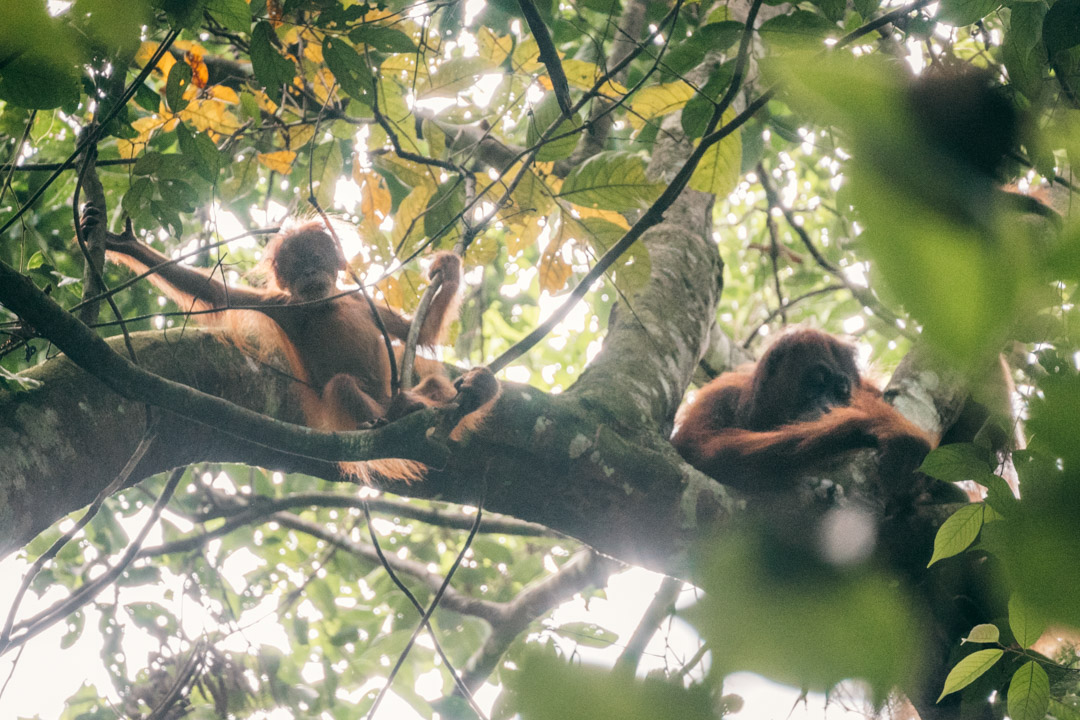 Orangutan mother and baby in tree