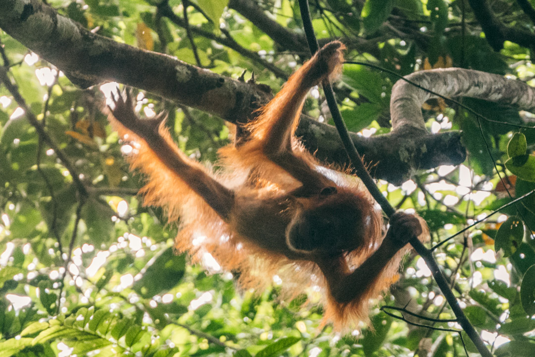 Playful orangutan baby