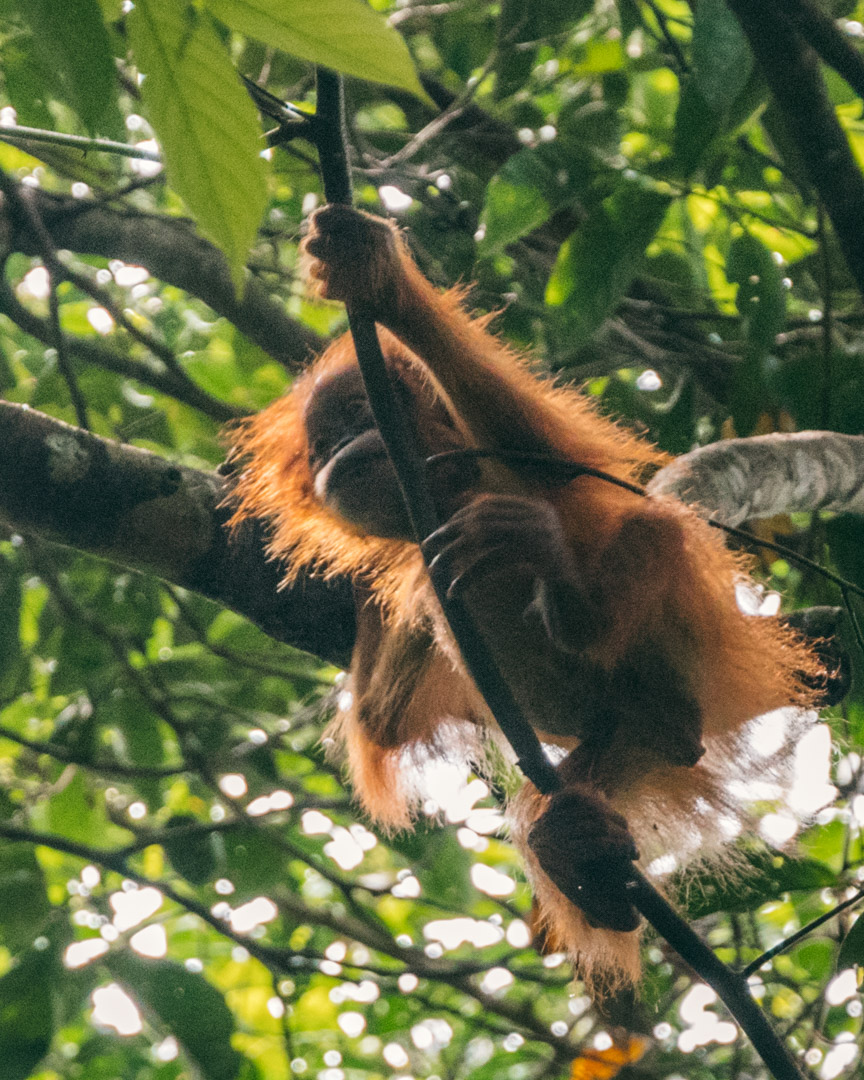 Orangutan baby in tree
