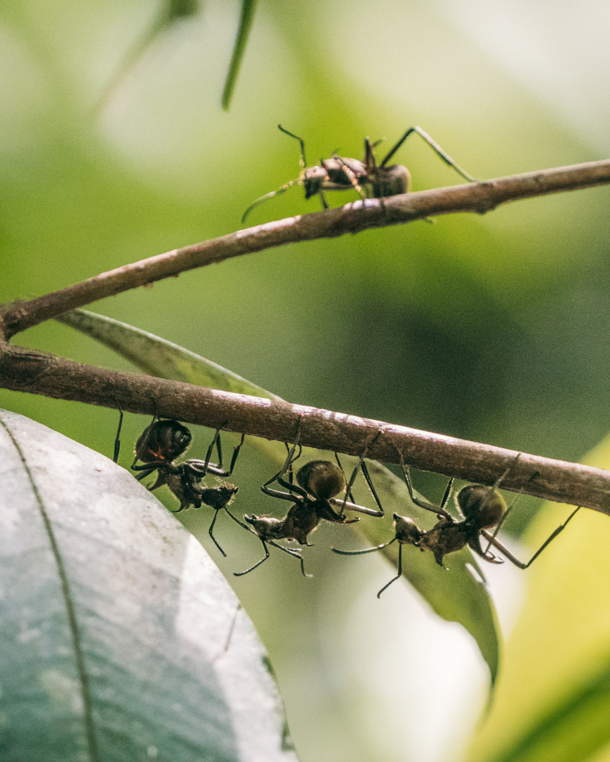 Huge ants in the rainforest