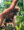 Orangutan with baby climbing trees