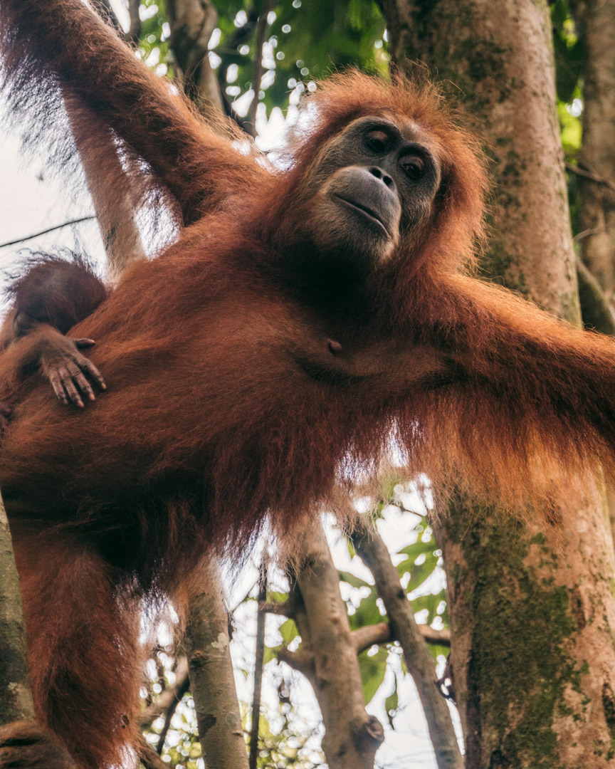 Orangutan swinging around