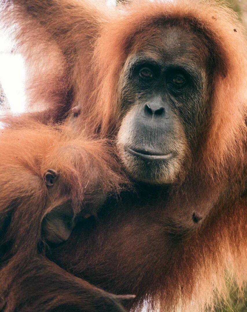 Sumatra