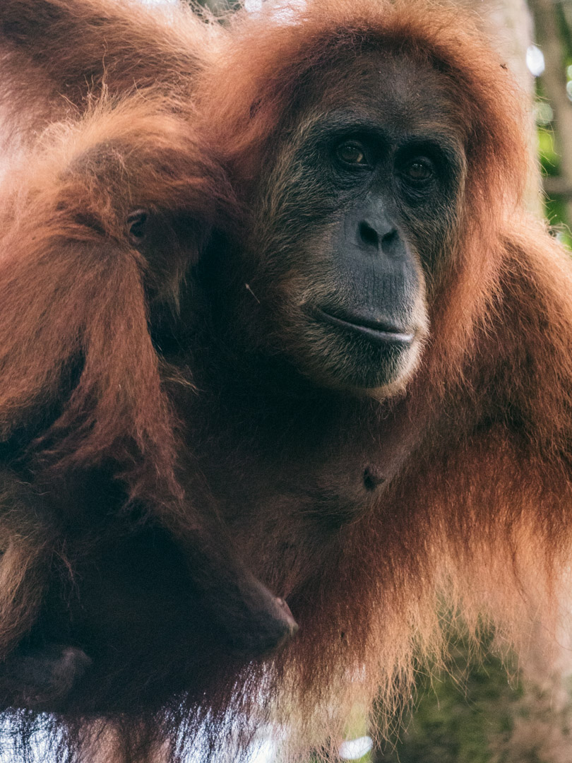 Mother orangutan with a baby orangutan