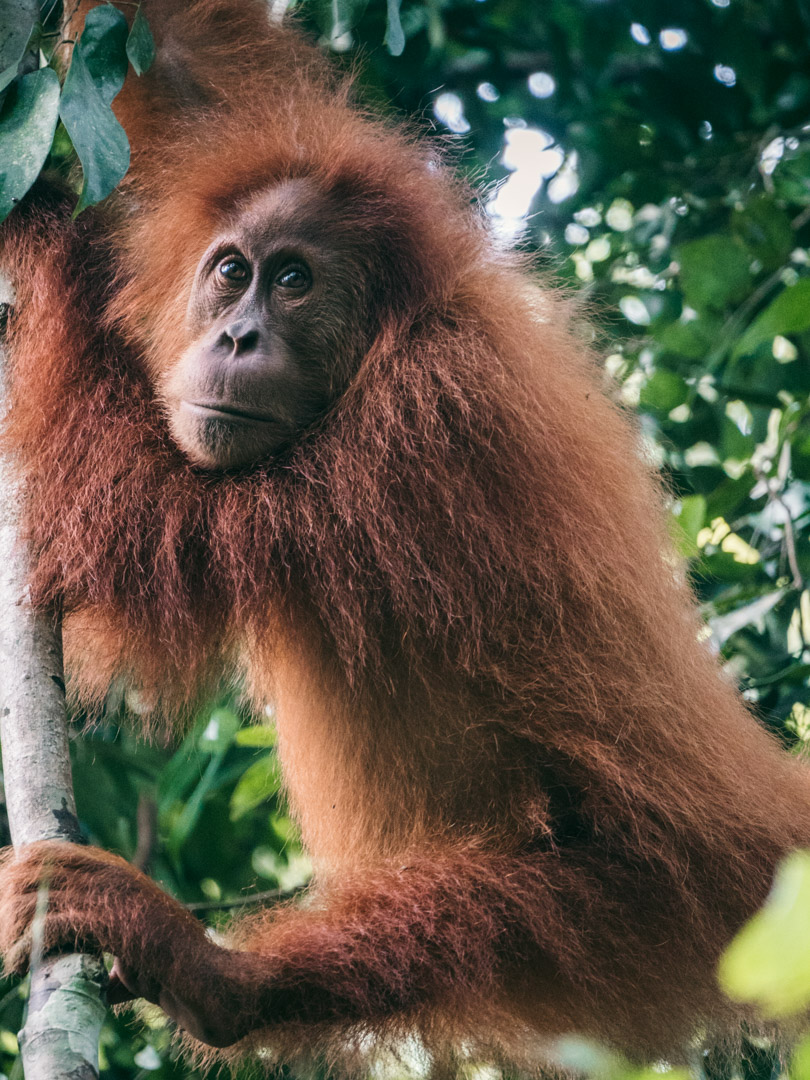 A teenage orangutan