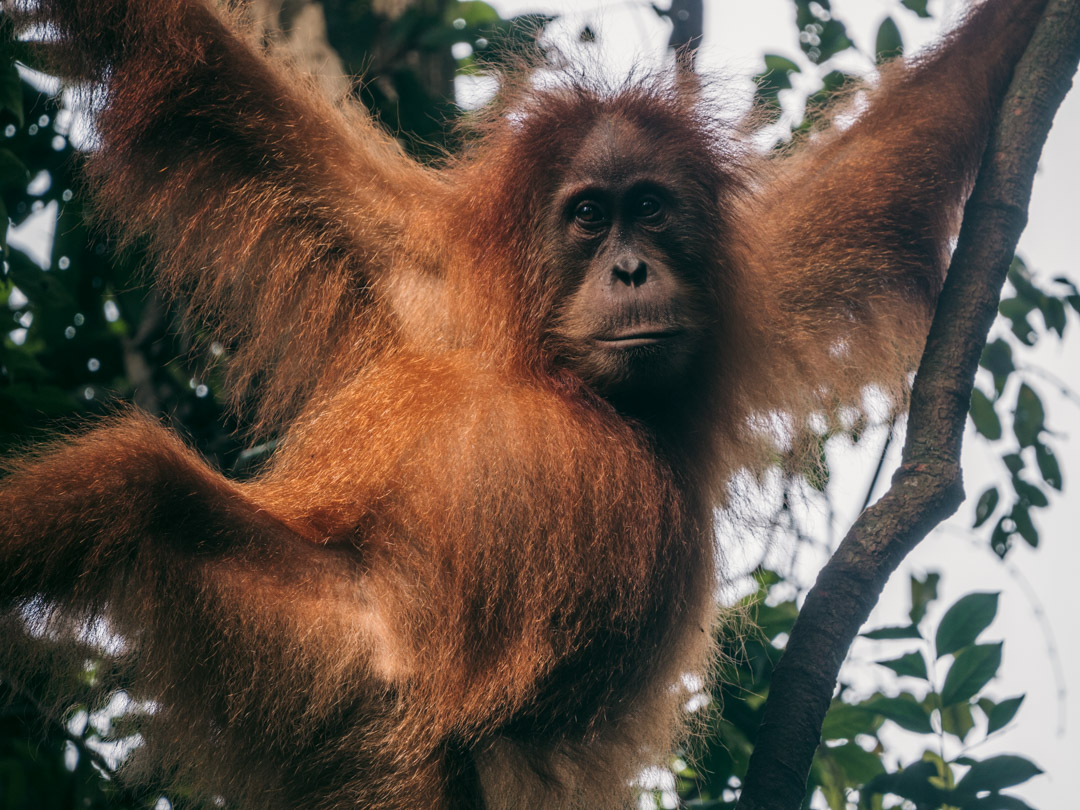 Orangutan in rainforest in Indonesia