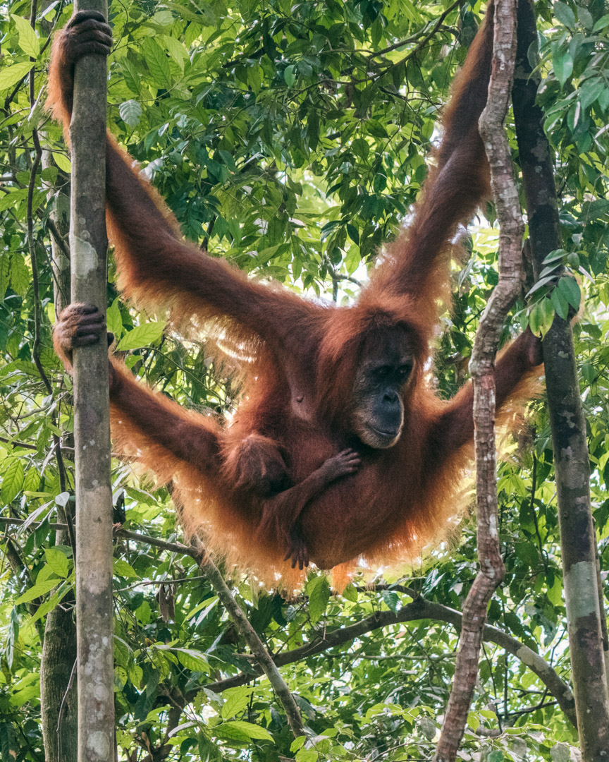 This orangutan mother was semi-wild