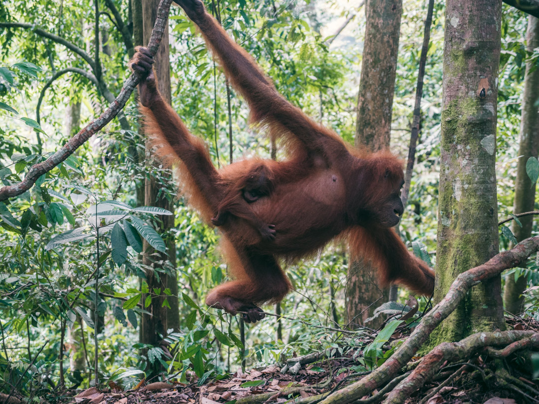 Orangutan picking up fruit skins from the forest floor