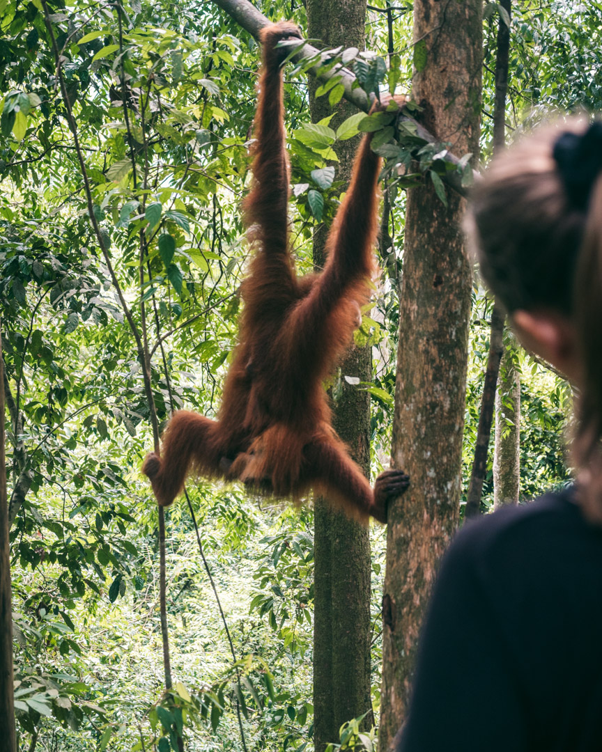 Victoria and orangutan in Sumatra