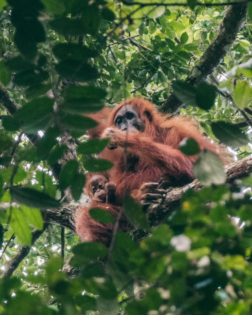 A wild orangutan with her baby in the trees far above our camp