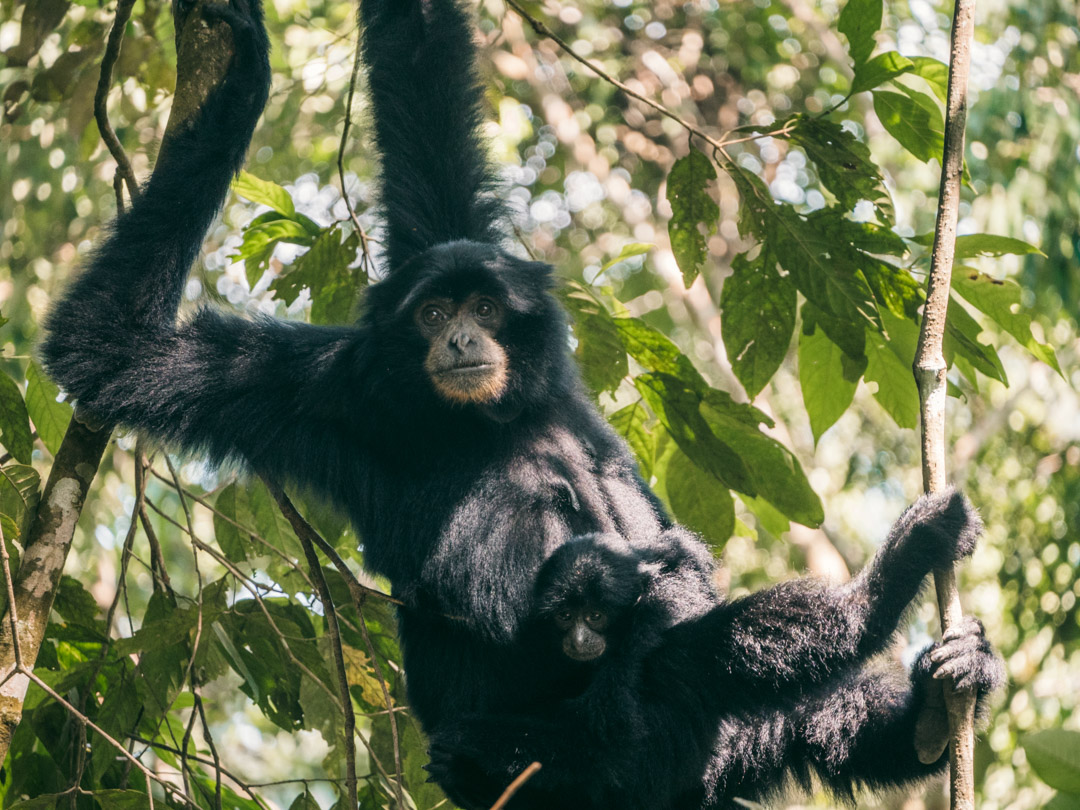 A siamang chilling in the jungle