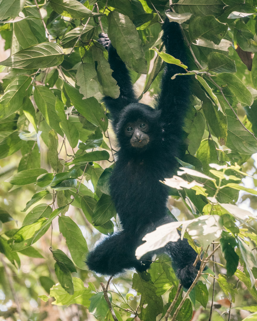 A baby siamang learning the ropes in the rainforest