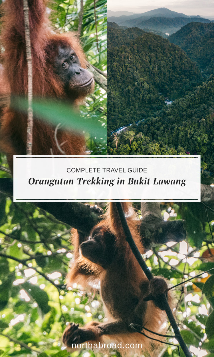 How to ethically spot orangutans in the wild in North Sumatra, Indonesia