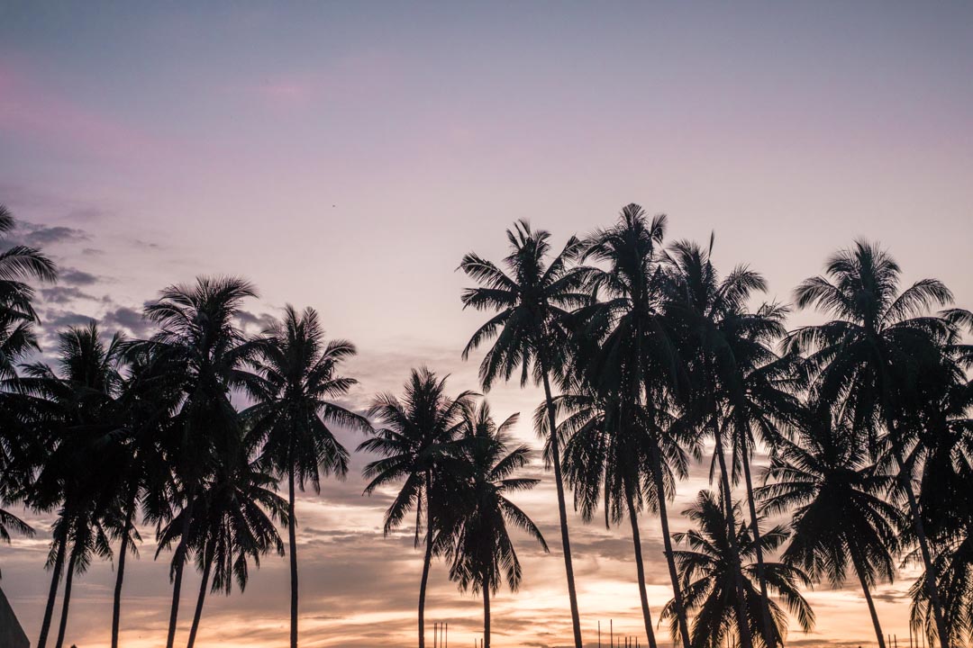 Palm trees, sunset