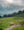 Cows dot the landscape at Seiser Alm / Alpe di Siusi