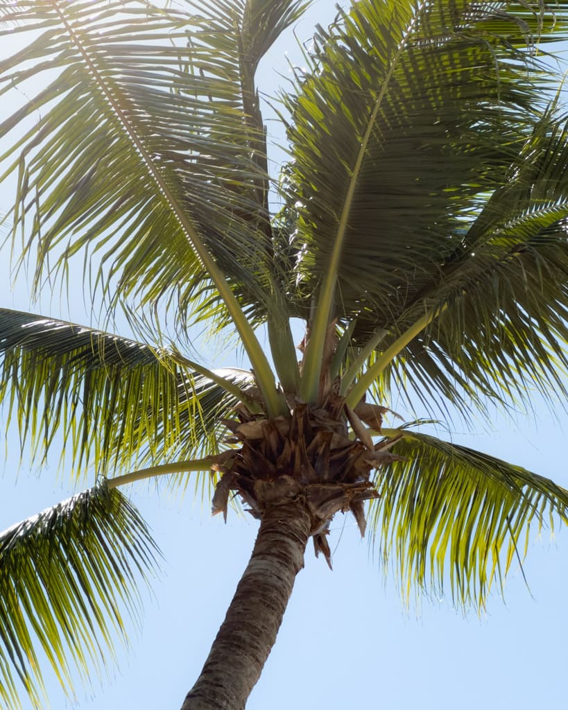 Palm tree in Thailand