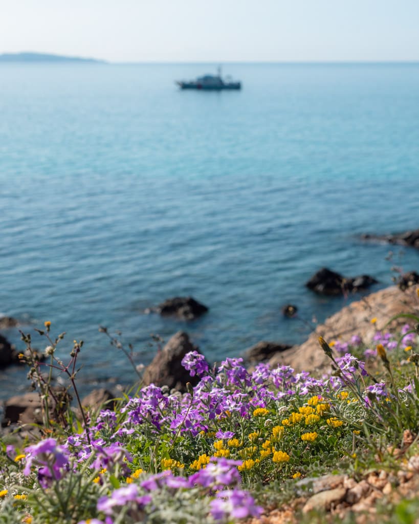 Flowers at Pointe de la Parata near Ajaccio