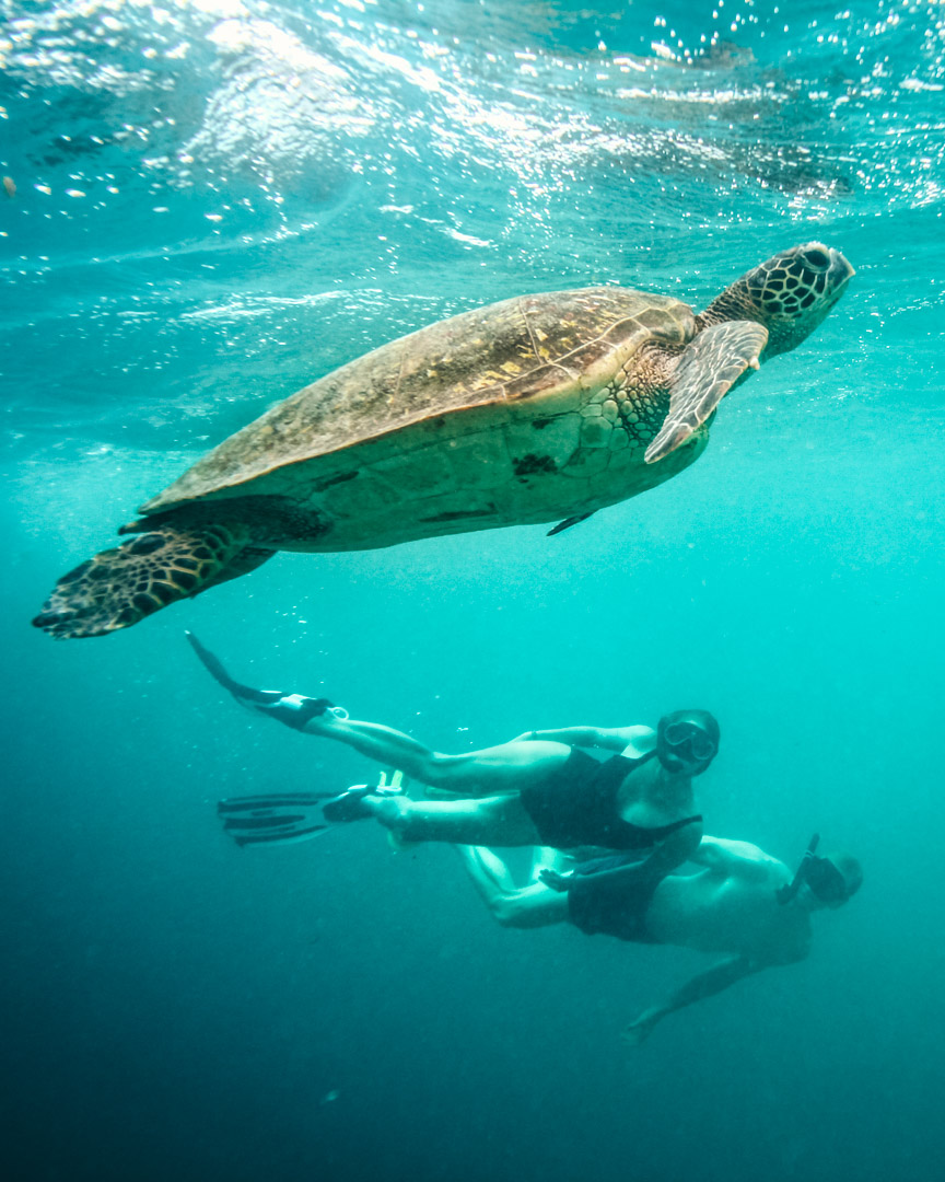 Alex and Victoria swimming with turtle