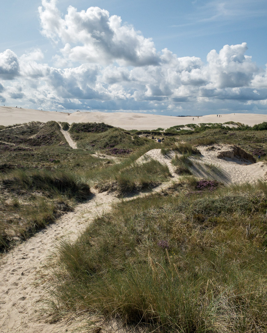 Sand dunes at Råbjerg Mile