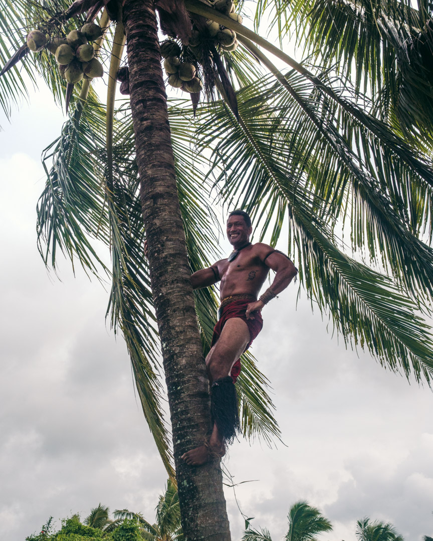 The coconut warrior climbing a coconut tree