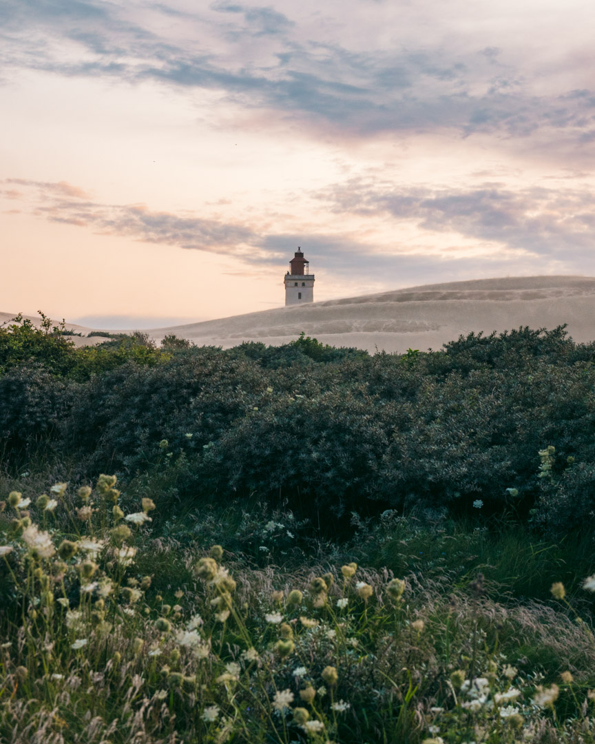 Dense shrubbery at Rubjerg Knude