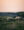 Windblown sheep in Northern Jutland