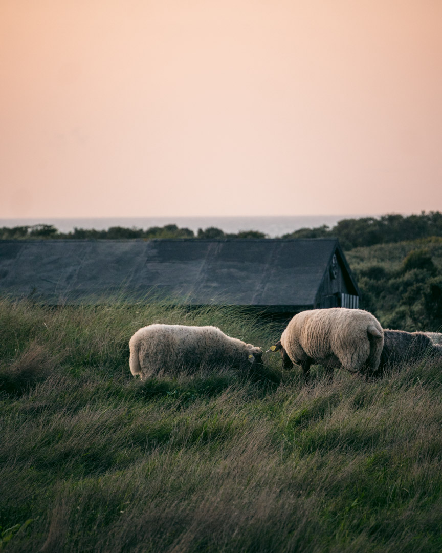 Windblown sheep in Northern Jutland