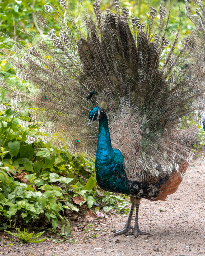 A peacock in Wörlitz Park