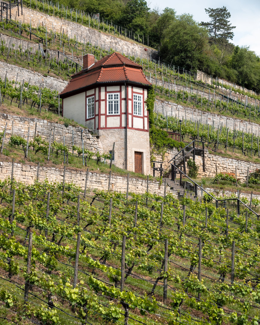 The vineyards at the Herzoglichen Weinberg