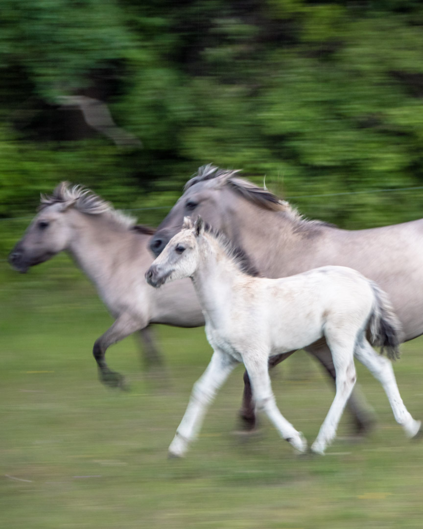 Wild horses in Tote Täler in Saale-Unstrut