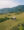 Water buffalo at Samosir Island in Lake Toba