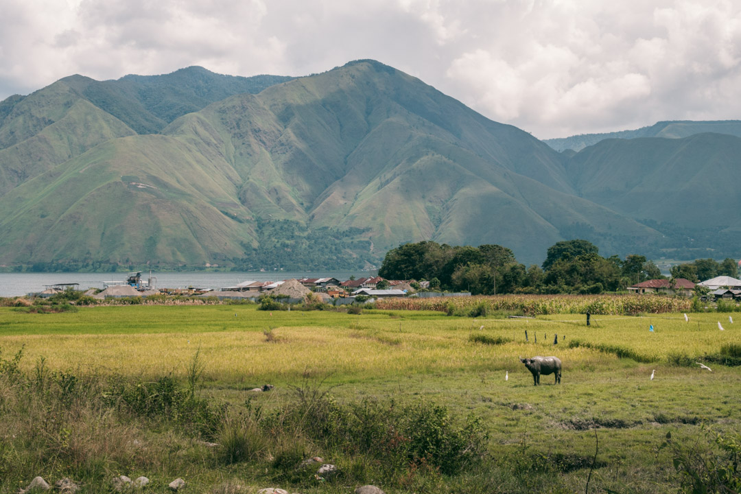 Water buffalo grazing on Samosir's western side