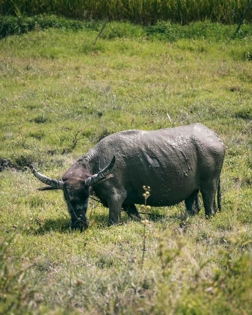 Water buffalo on Samosir