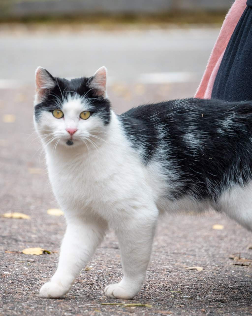 Cat by the Church of San Giovanni