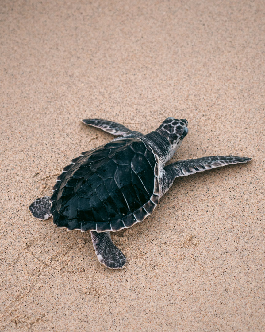 Why You Shouldn’t Pick Up Baby Sea Turtles - Northabroad