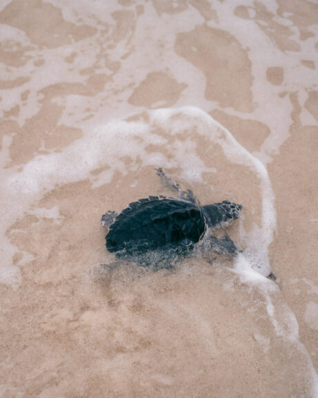 Turtle swimming